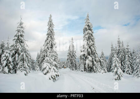 Winter landscape with snow covered fir trees. Christmas postcard concept Stock Photo