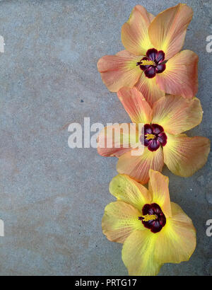 Tres Florres laranja. Orange hibiscus flower on a Grey background (Hibiscus syriacus). Stock Photo