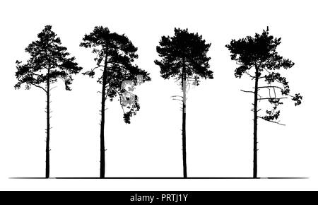 Set of realistic silhouettes of coniferous trees, isolated vector on a white background Stock Vector