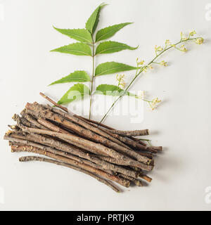 Neem wooden sticks with neem flowers and neem leaves. White isolated background Stock Photo