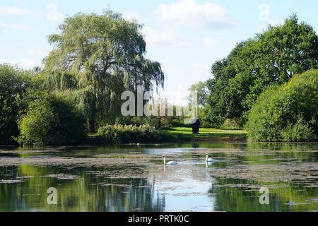 A giant black swan sculpture overlooks mute swans on a lake at Barnwell Country Park, Oundle Stock Photo