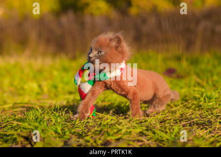 Little kitten on a walk with a color scarf. The kitten is walking. Pet. Autumn photo with an animal. Fluffy smoky cat with a haircut. Groommer haircut Stock Photo