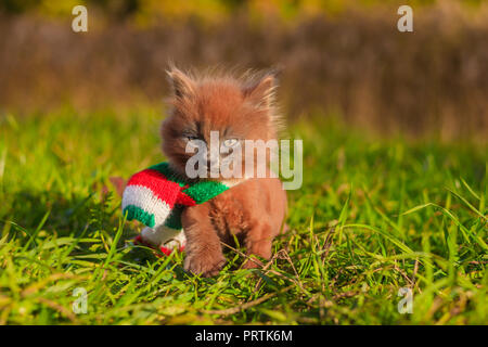 Little kitten on a walk with a color scarf. The kitten is walking. Pet. Autumn photo with an animal. Fluffy smoky cat with a haircut. Groommer haircut Stock Photo