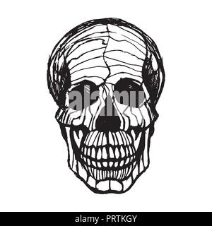 Black and white human skull with a lower jaw Stock Vector Image & Art ...