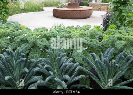 Modern small organic vegetable garden border growing vegetables Brassicas Kale Dwarf Green Curled and Kale Nero di de Toscano - Kale UK Stock Photo