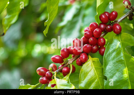 Red Cherry coffee beans on the branch of coffee plant before harvesting Stock Photo