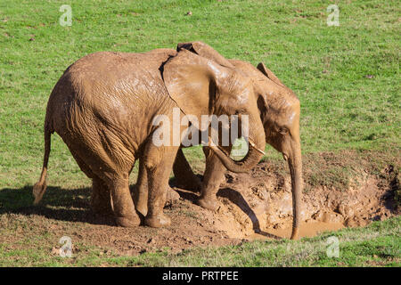 elephants taking a mud bath Stock Photo