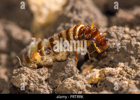 Schedorhinotermes queen termite sit on her nest. Stock Photo