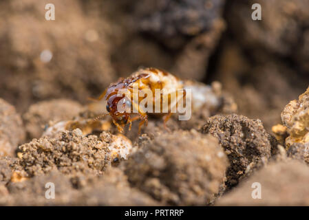 Schedorhinotermes queen termite sit on her nest. Stock Photo