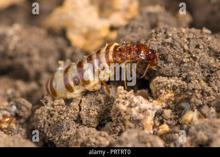 Schedorhinotermes queen termite sit on her nest. Stock Photo