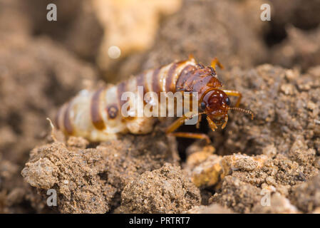 Schedorhinotermes queen termite sit on her nest. Stock Photo