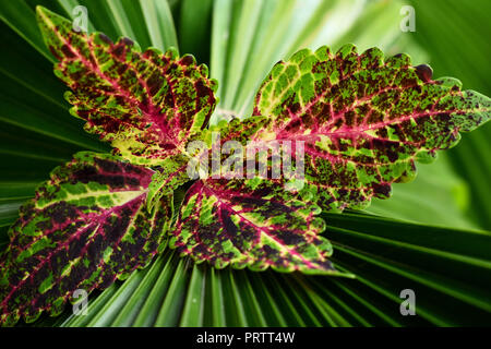 Colored leaves of coleus plant on a green palm leaf. Stock Photo