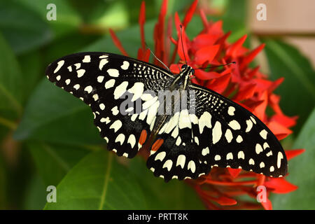 Citrus swallowtail or Christmas butterfly on Ixora coccinea flowers. Stock Photo