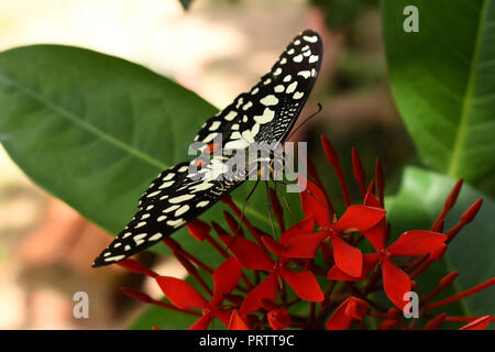 Citrus swallowtail butterfly or Christmas butterfly sitting on Ixora coccinea flowers. Stock Photo