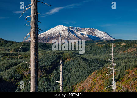 Mount St Helens volcano, stripped trees remaining in blast zone after eruption in 1980, Mount St Helens National Volcanic Monument, Washington, USA Stock Photo