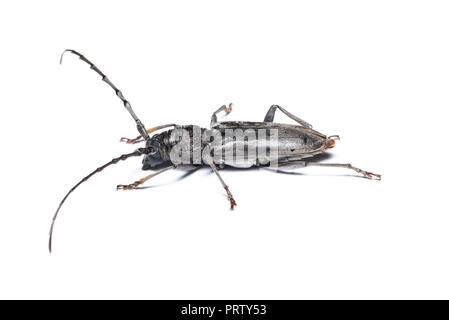 Aeolesthes sarta beetle isolated on white background. Stock Photo