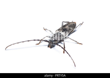 Aeolesthes sarta beetle isolated on white background. Stock Photo