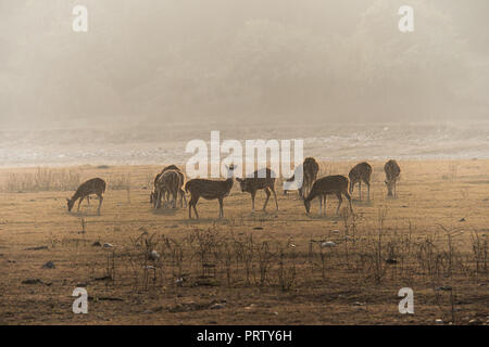 a herd of mother elk with spotted newborn fawns and calves in brush field. nursing and nuzzling in morning light. seasonal drought. the dry river bed. Stock Photo