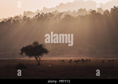 Group of spotted deer Axis axis in natural habitat, Kanha National Park, India. A herd of deer grazing in the field in the evening light. the sun sets