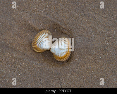 Common Cockle Shell Cerastoderma edule on Titchwell beach Norfolk Stock Photo