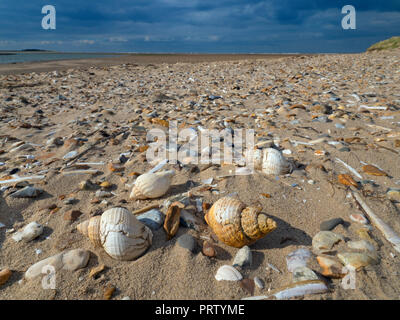 Common whelk Buccinum undatum shells on Titchwell beach Norfolk Stock Photo