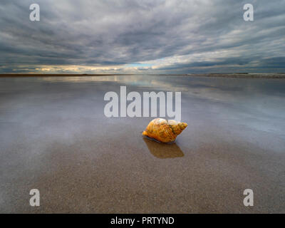 Common whelk Buccinum undatum shells on Titchwell beach Norfolk Stock Photo