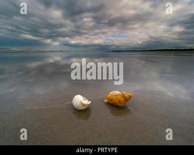 Common whelk Buccinum undatum shells on Titchwell beach Norfolk Stock Photo