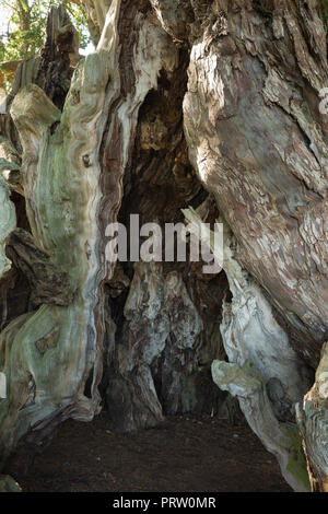 Inside of Anchient Yew tree, Taxus baccata, Crowhurst, oldest tree in England 4000 years old rotting heart wood of 10m + diameter bole Stock Photo