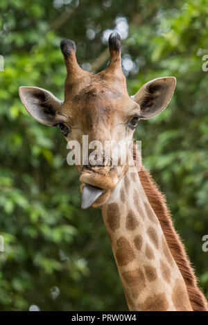 The close up photo of Giraffe head with tongue sticking out. Stock Photo