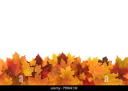 Colorful autumn maple leafs isolated on a white. Stock Photo