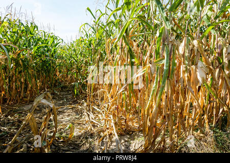 Drought hits corn crop. Corn plants in a field affected by drought during a hot, dry summer in the french countryside. Stock Photo