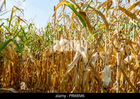 Drought hits corn crop. Corn plants in a field affected by drought during a hot, dry summer in the french countryside. Stock Photo