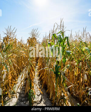 Drought hits corn crop. Rows of dry corn plants under a blazing sun in a field affected by drought during a hot, dry summer in the french countryside. Stock Photo