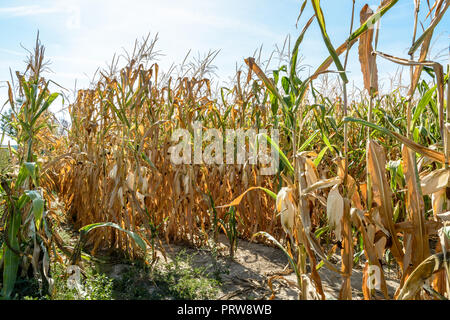 Drought hits corn crop. Corn plants in a field affected by drought during a hot, dry summer in the french countryside. Stock Photo
