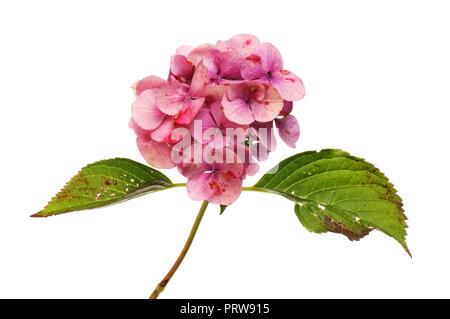 Wilting hydrangea flower and leaves isolated against white Stock Photo