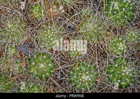 Mammillaria pondii is a cactus, endemic to Cedros Island, off the Pacific coast of Baja California, Mexico. Stock Photo