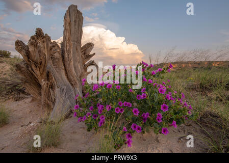 Colorado Four O'clock, (Mirabilis multiflora), Ojito Wilderness, New Mexico, USA. Stock Photo