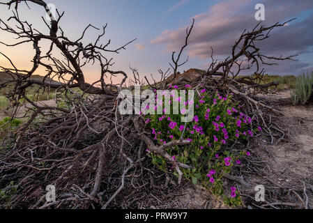 Colorado Four O'clock, (Mirabilis multiflora), Ojito Wilderness, New Mexico, USA. Stock Photo