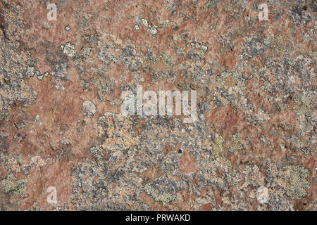 Colorful lichen on a rock in Iceland. Natural background texture. Stock Photo