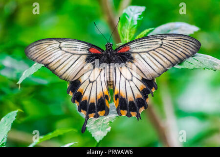 Papilio memnon butterfly resting on a green leaf with green jungle background Stock Photo
