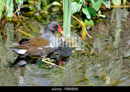 Moorhen (Gallinula chloropus) feeding its young Stock Photo