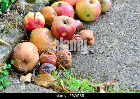 Rotting windfall apples in a garden, Kent, England Stock Photo