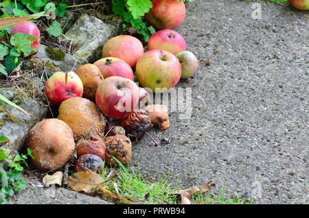 Rotting windfall apples in a garden, Kent, England Stock Photo