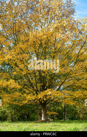 Betula alleghaniensis. Yellow birch / Golden birch tree in autumn, Stock Photo