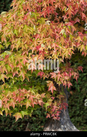 Acer Buergerianum . Bonsai Trident maple tree with autumn foliage at the RHS Wisley gardens,  Surrey, UK Stock Photo