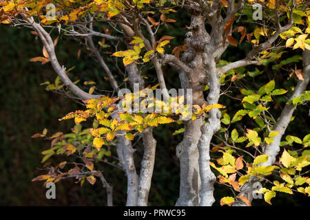 Fagus crenata . Bonsai Siebold's beech / Japanese beech / Buna tree with autumn foliage at RHS Wisley Gardens, Surrey, England Stock Photo