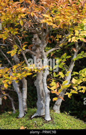 Fagus crenata . Bonsai Siebold's beech / Japanese beech / Buna tree with autumn foliage at RHS Wisley Gardens, Surrey, England Stock Photo