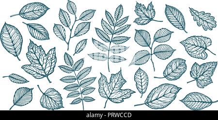 Decorative tree leaves. Nature, forest concept. Set of elements. Sketch vector illustration Stock Vector