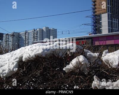 Bush branches sticking out from under the melting snow, Moscow Stock Photo