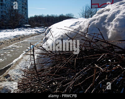 Bush branches sticking out from under the melting snow, Moscow Stock Photo